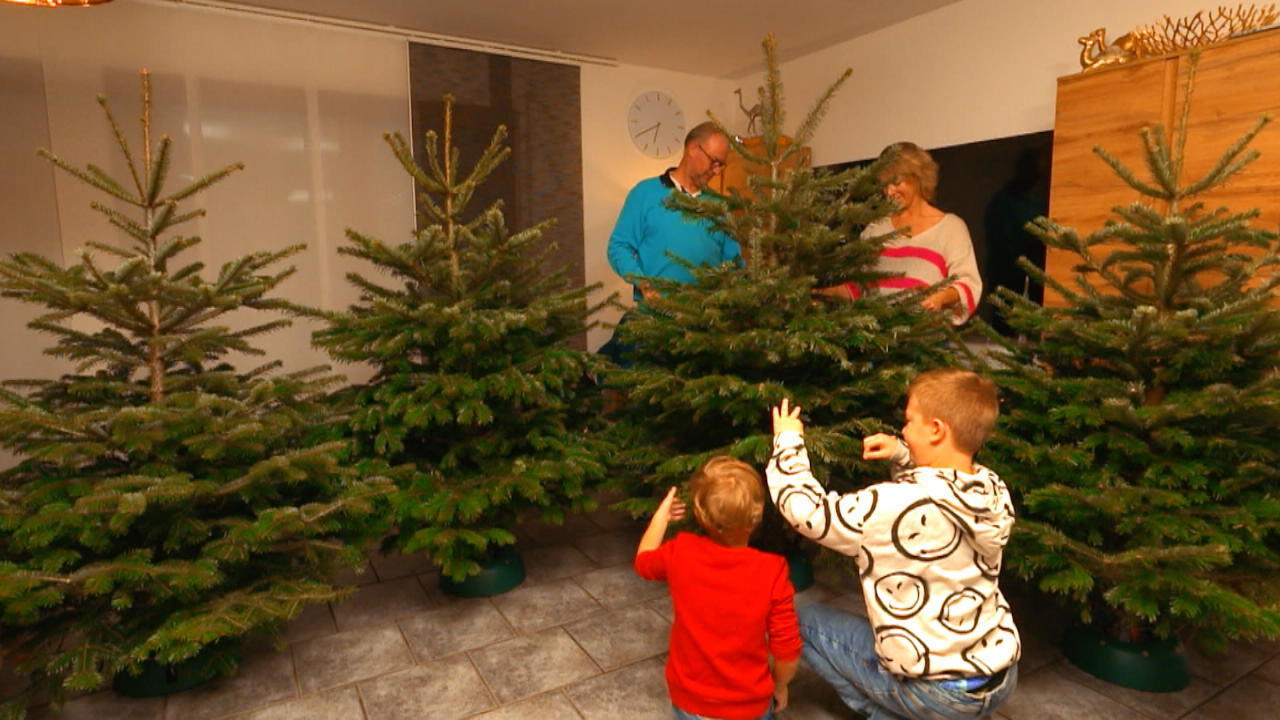 Ecco il miglior sogno dell'albero di Natale, tannino!