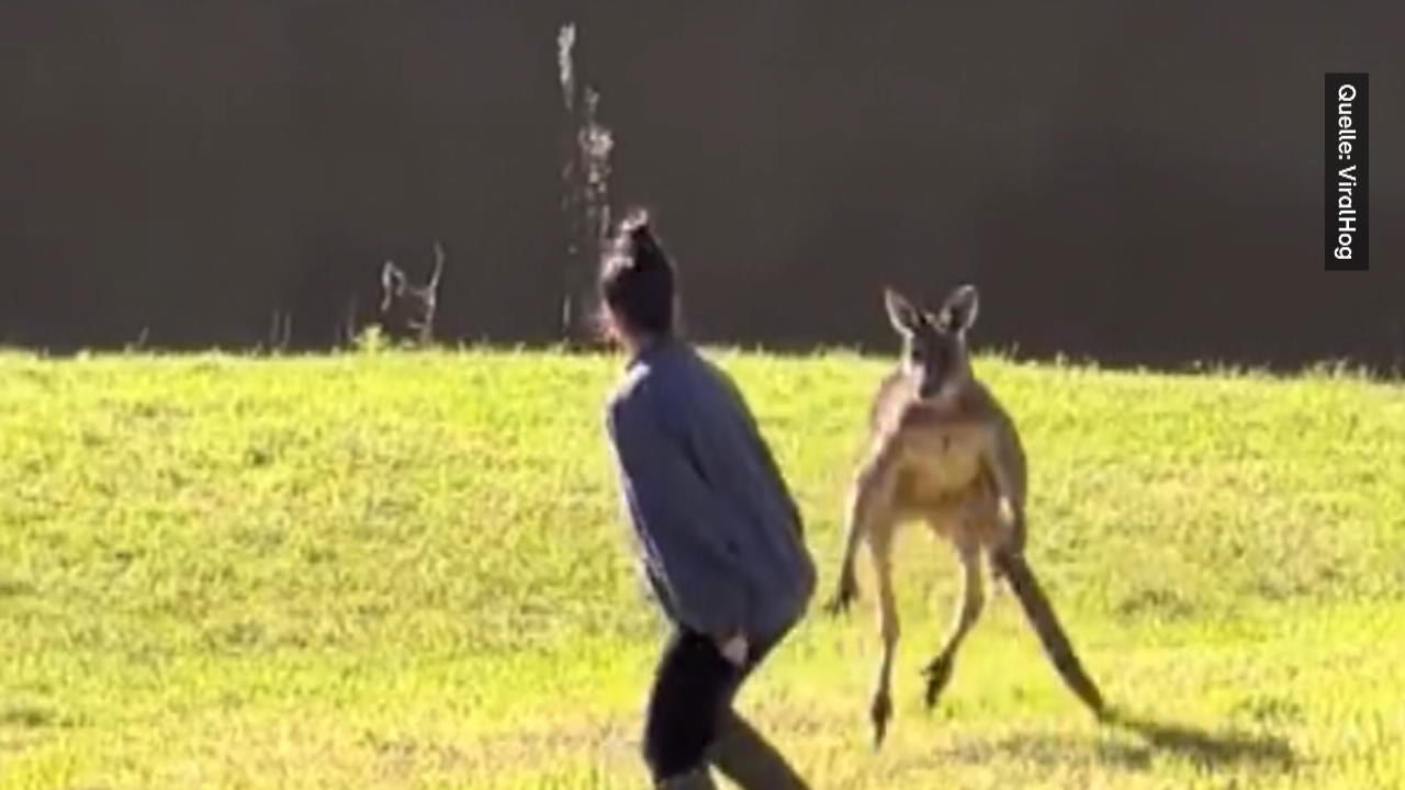 Il canguro aggressivo attacca il turista curioso Guarda, non toccare!