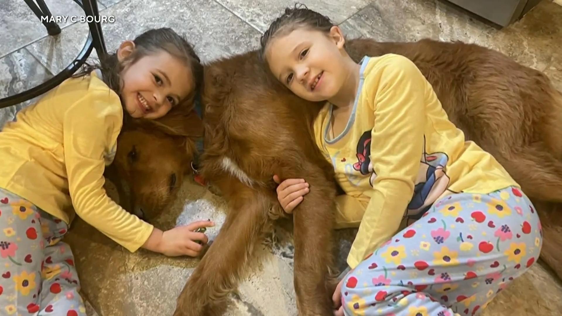 Golden Retriever rettet Mädchen das Leben Vermisste Geschwister im Wald