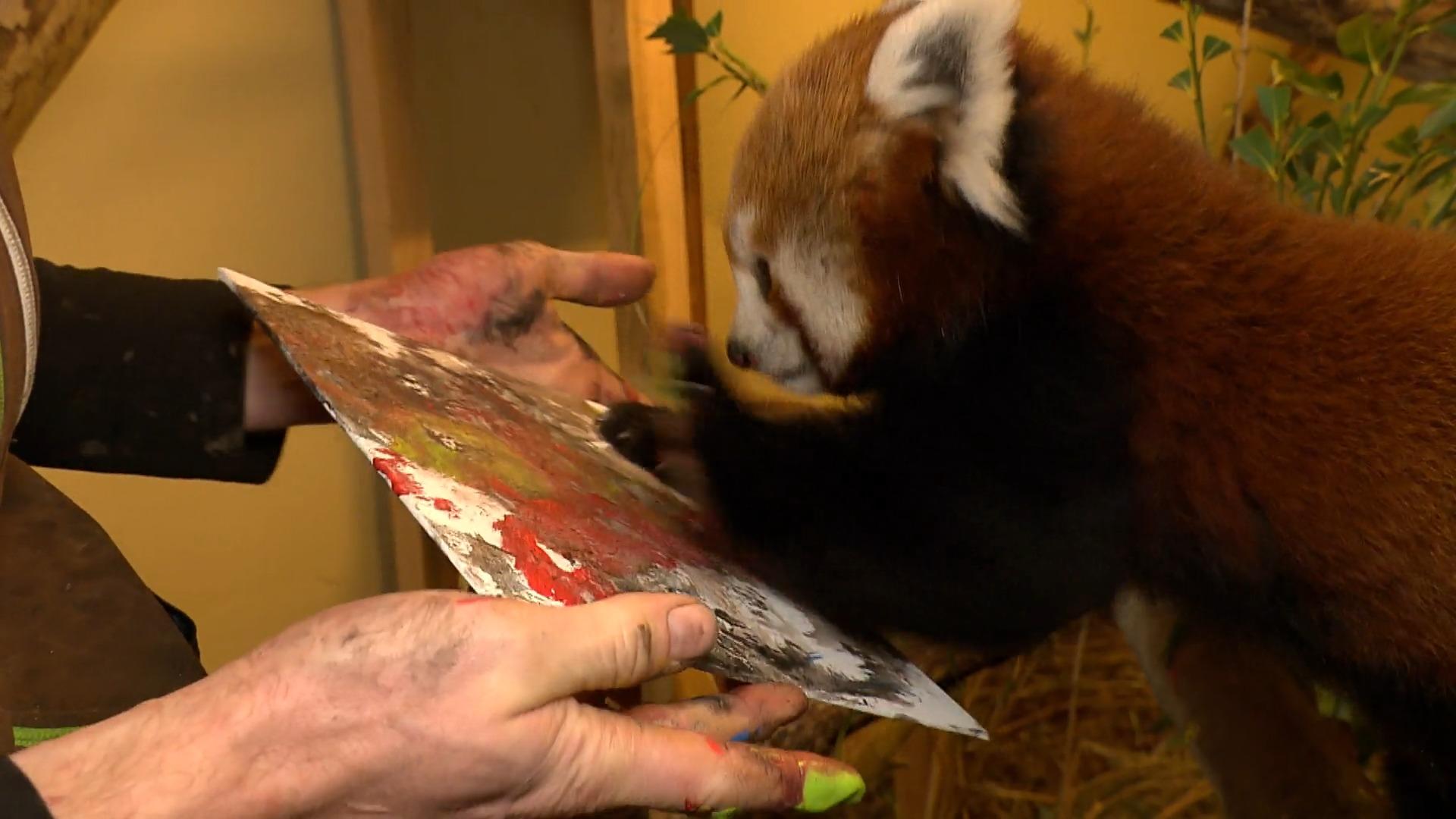 Panda malt Bilder Tierischer Künstler