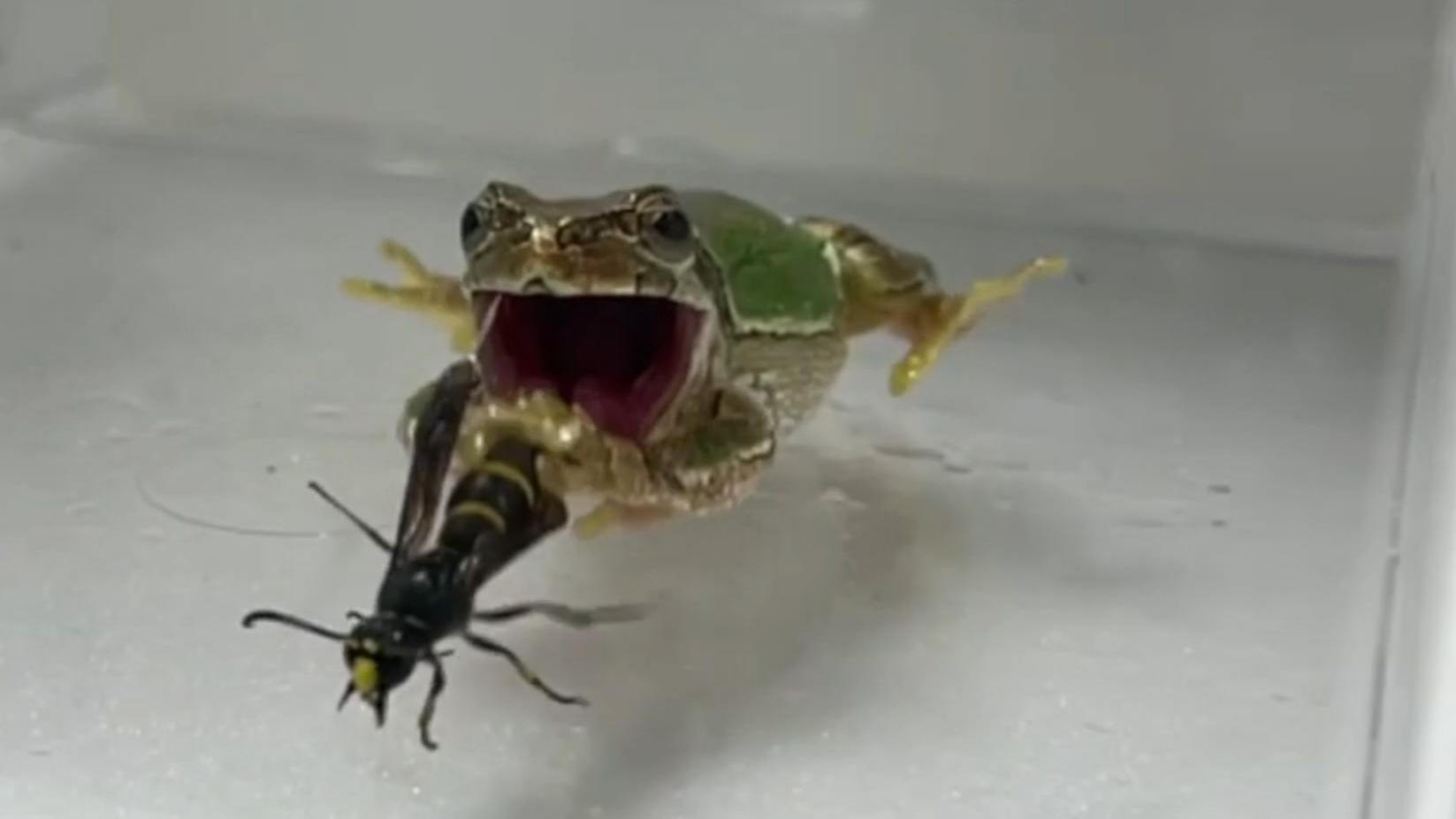 Le vespe maschi si difendono con un pene dentato!  Curiosa difesa nel video