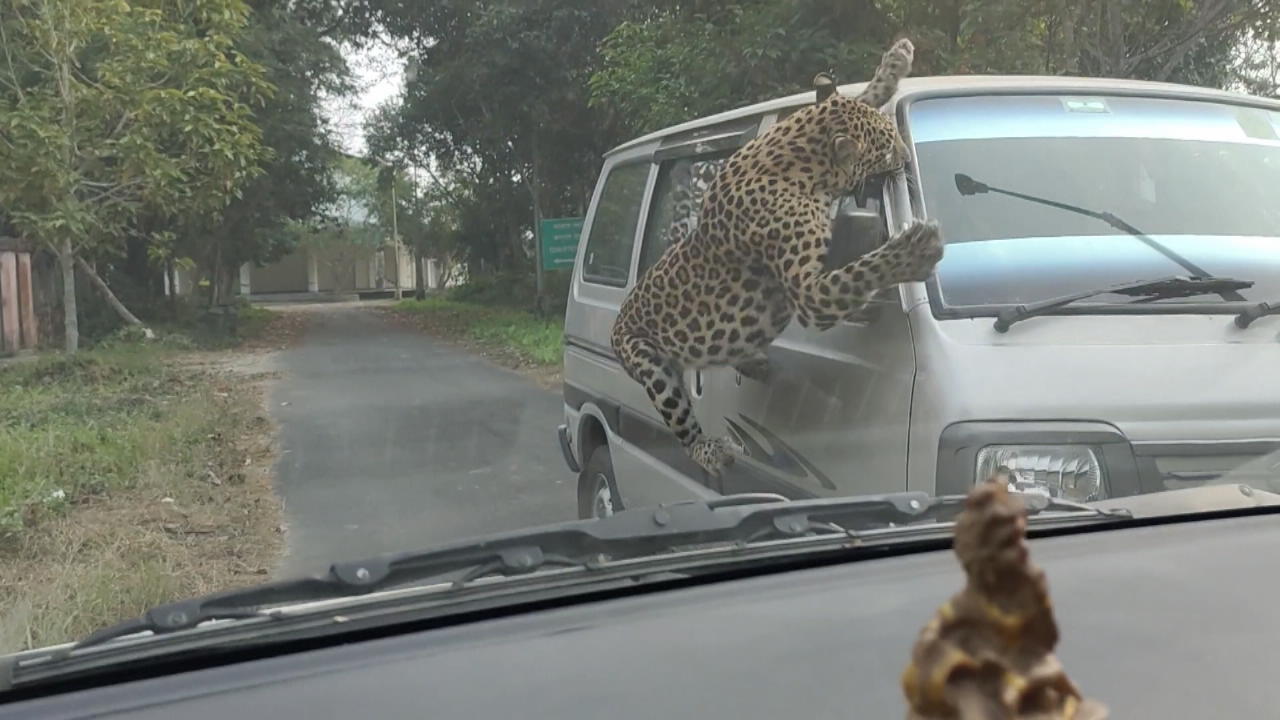 Leopard greift Anwohner in Nachbarschaft an Raubkatzen-Attacke!