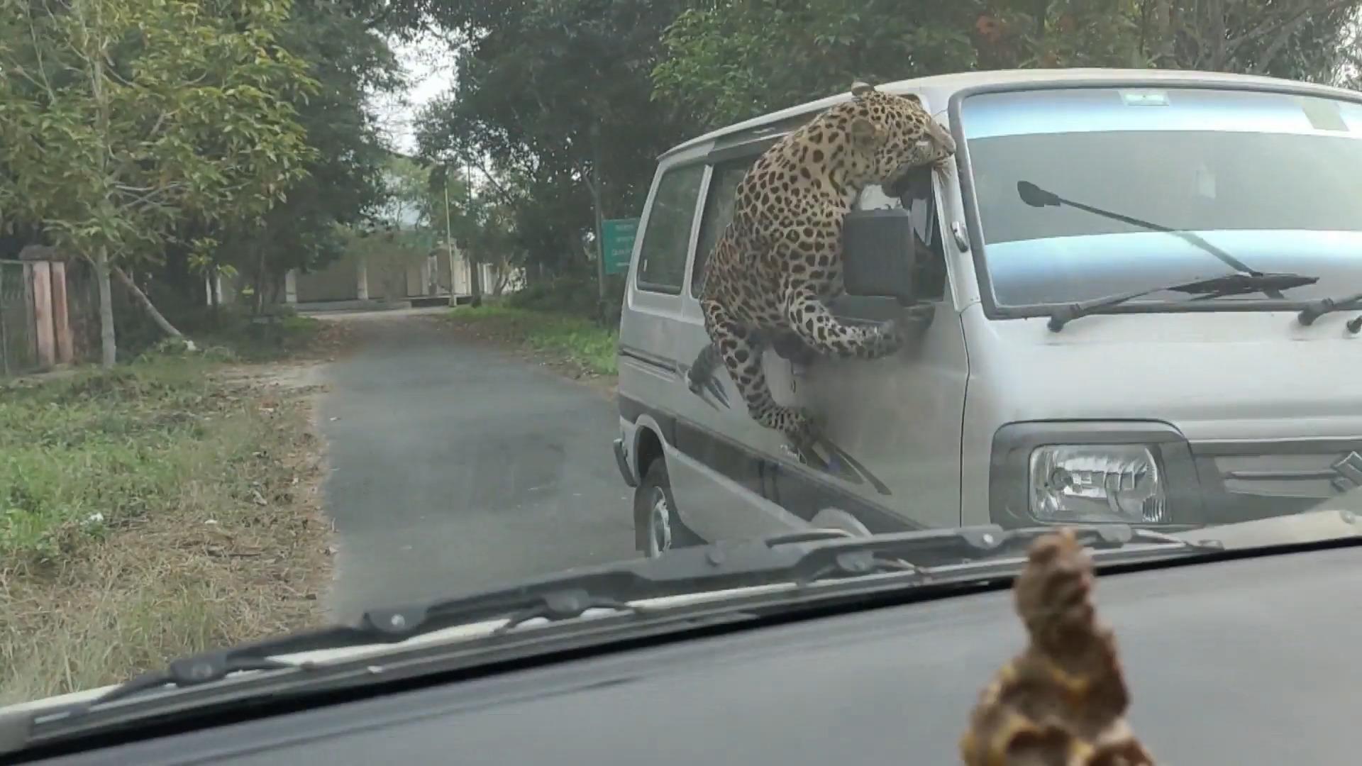 Leopard büxt aus Park aus und greift Bus an Attacke in Indien!