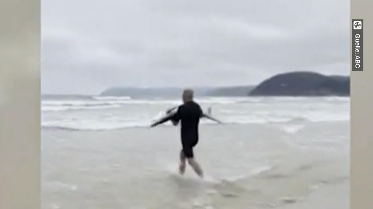 Surfer mit Herz rettet gestrandeten Hai Dem Tod knapp entkommen