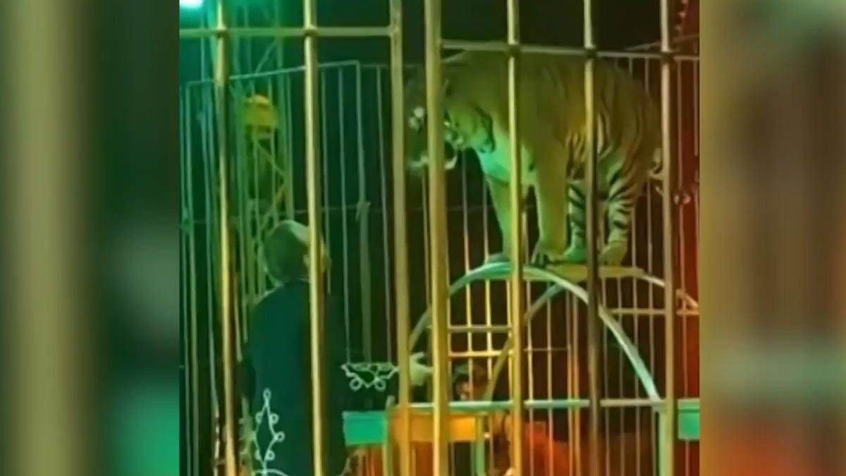 Zirkus-Horror in Italien! Tiger greift Dompteur an Während Aufführung vor Publikum