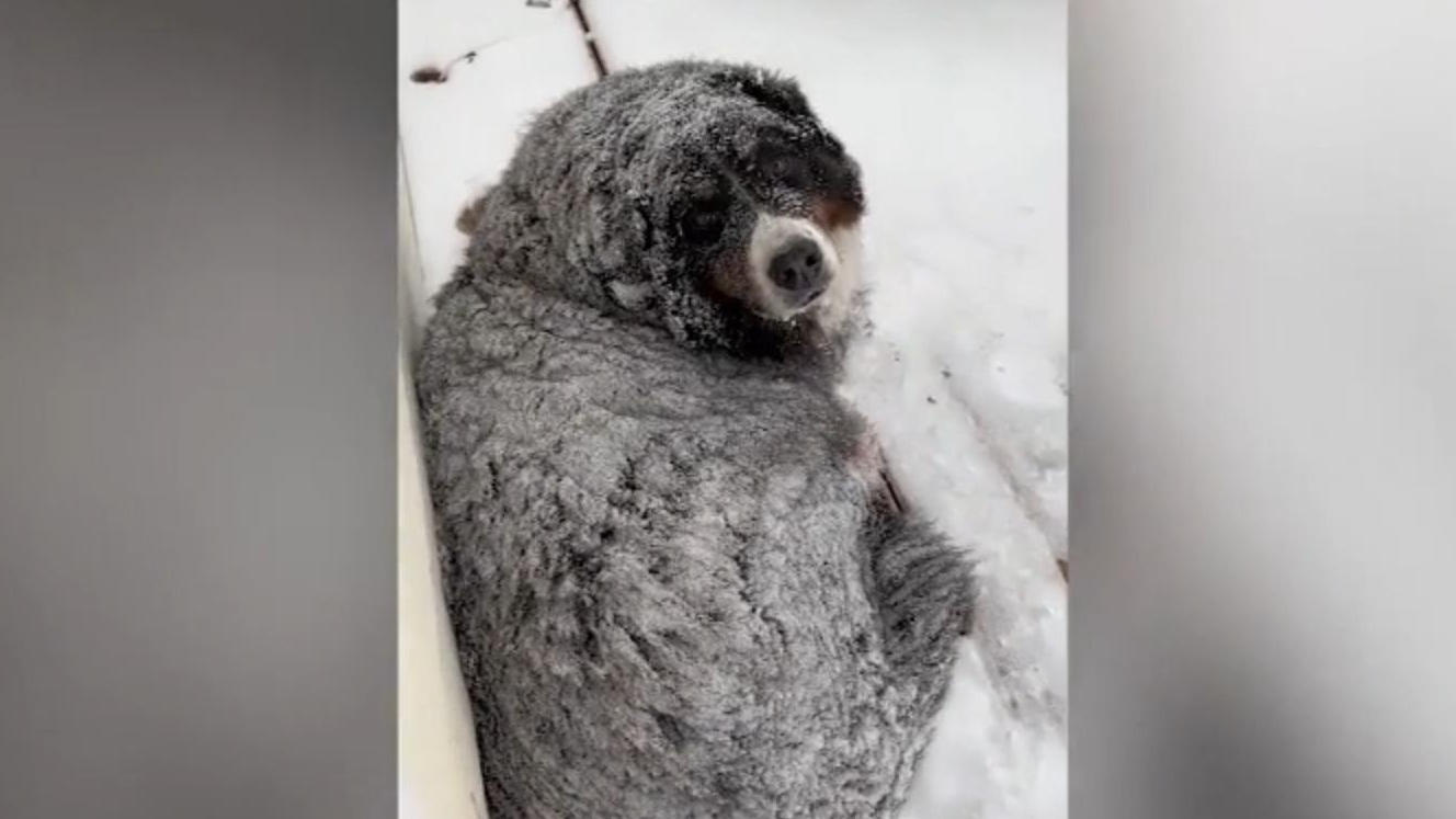 Dieser Hund chillt im Schneesturm! Trotz -40 Grad Celsius