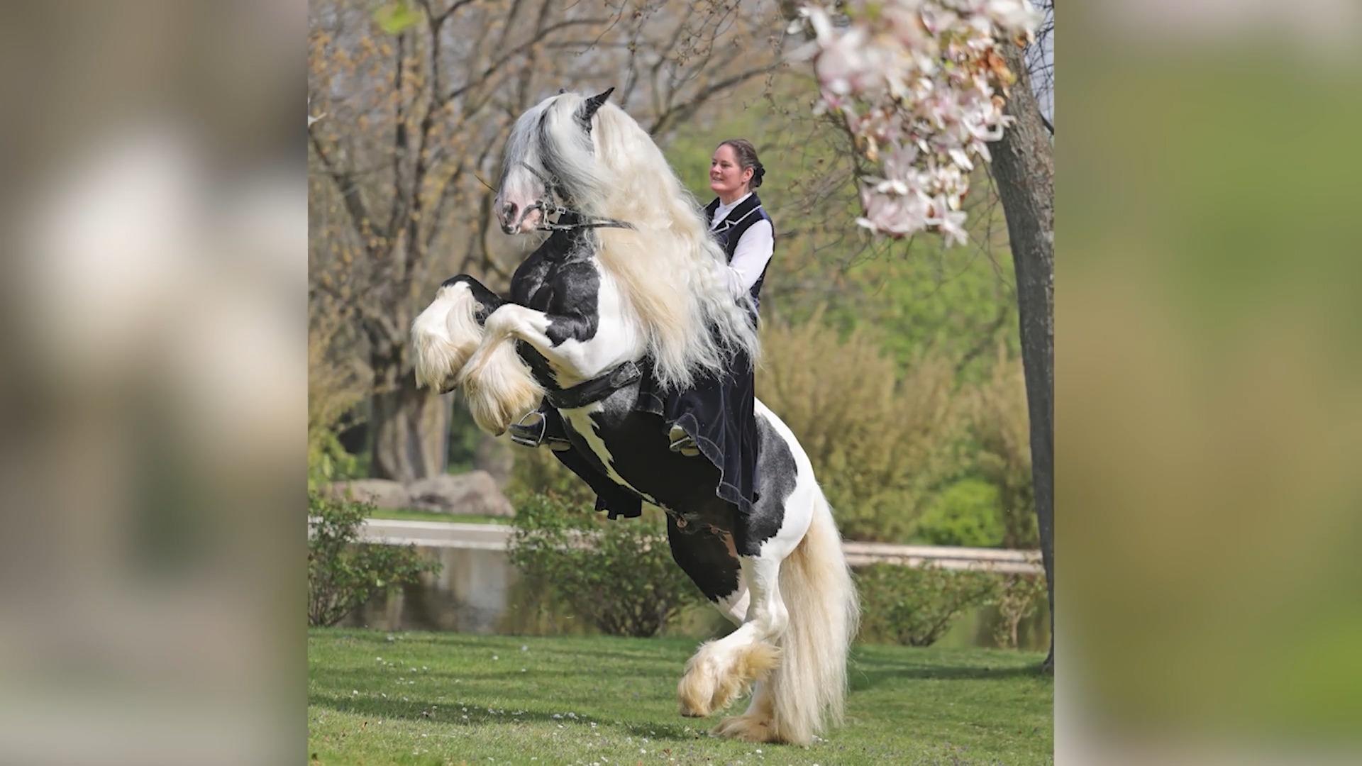 Tinker Stallion Raven Cloud has the most beautiful curly maned Rapunzel of horses