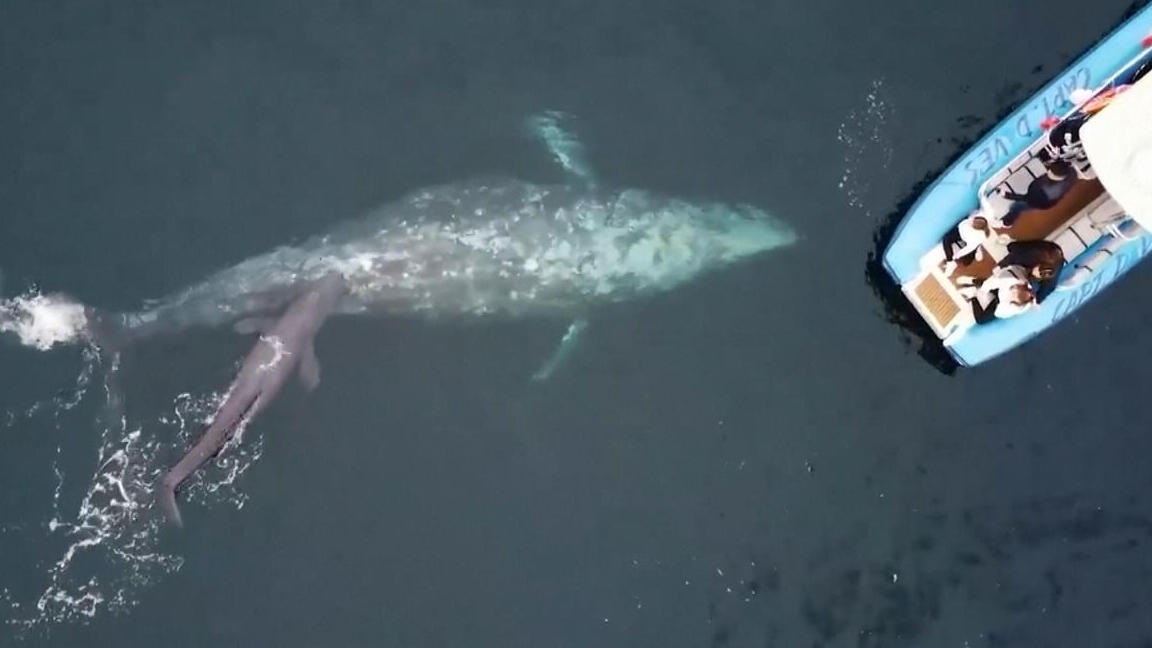La madre de la ballena gris da a luz a una cría, ¡justo al lado de un barco turístico!  Ella orgullosamente presenta a su hijo