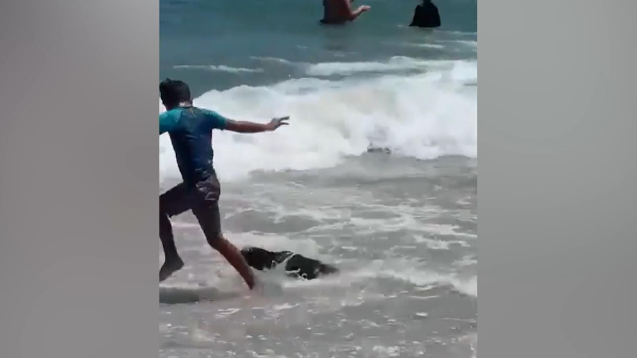 El nadador atacó a la foca, ¡gravemente herido!  atentado en Sudáfrica