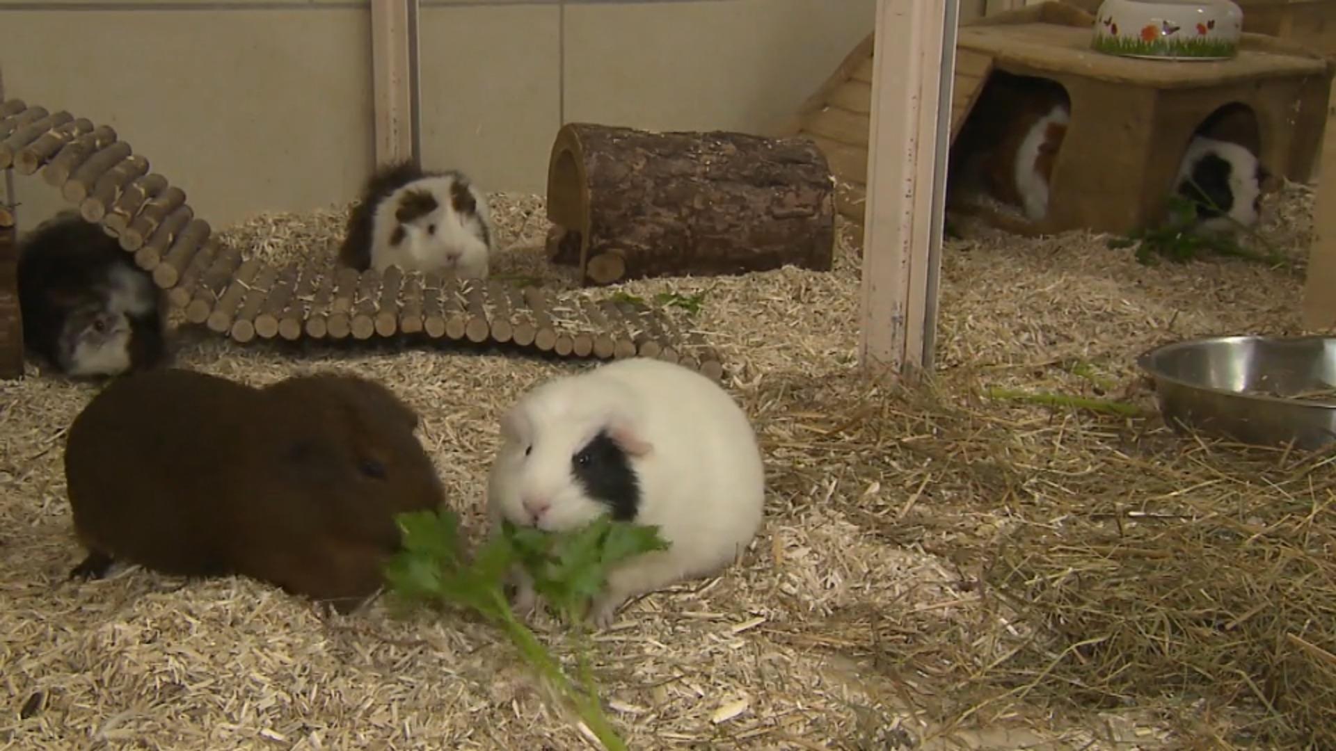 The three guinea pigs hope for a new family 
