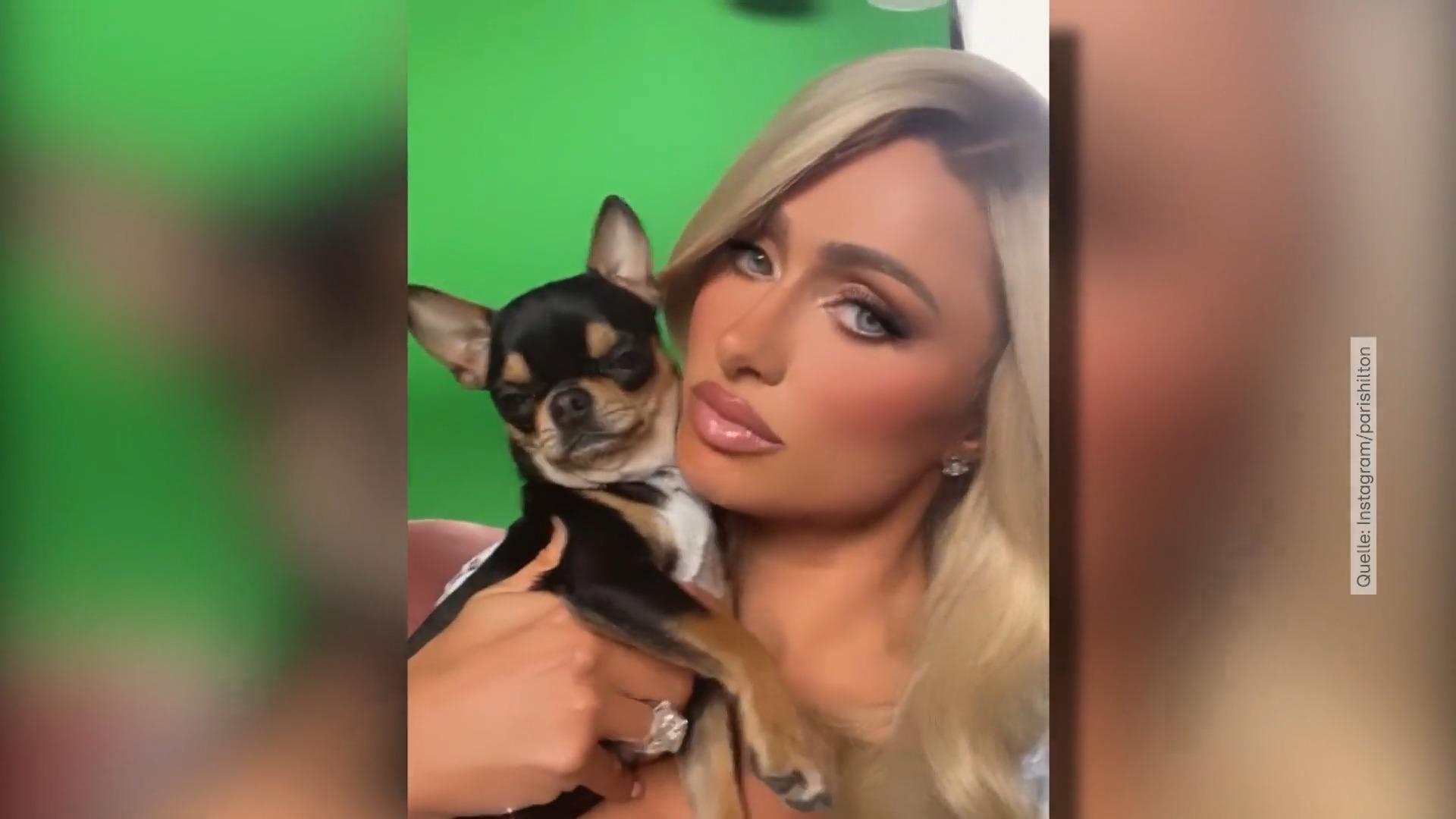 Paris Hilton bietet 10.000 Dollar für entlaufenen Hund Wo ist Diamond Baby?