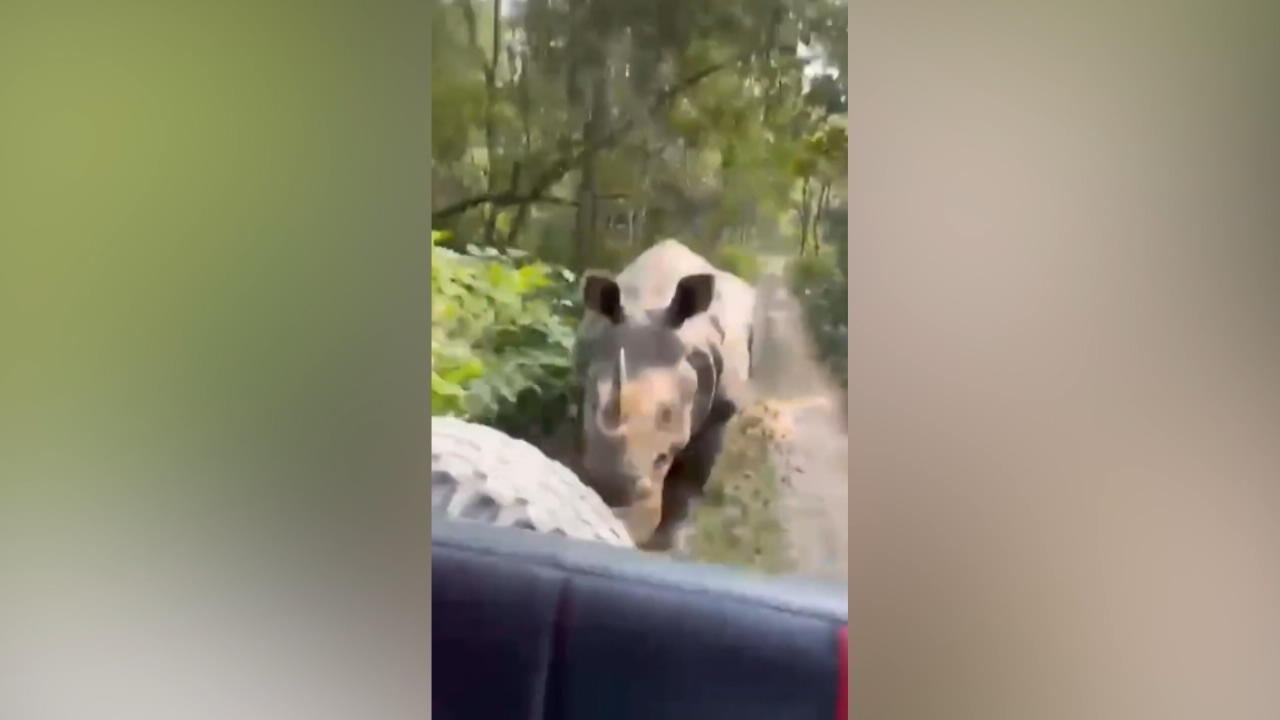 Randale-Rhino vertreibt Touristengruppe aus seinem Revier Safari endet in Verfolgungsjagd