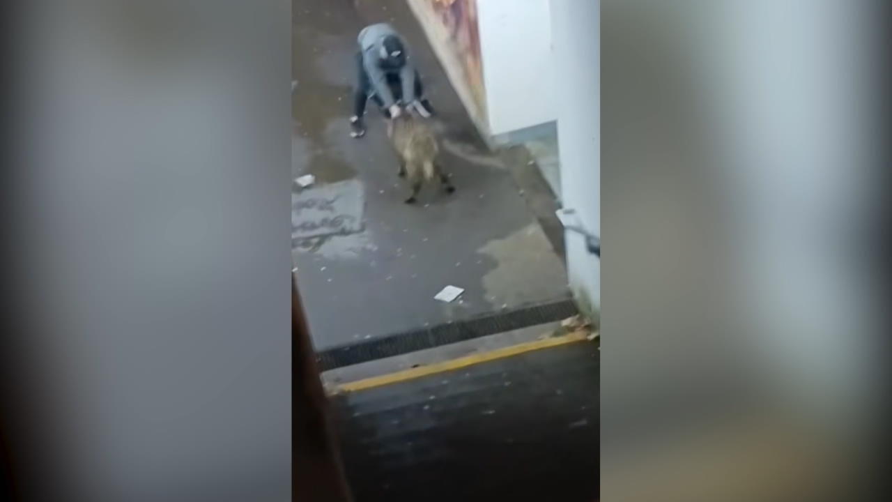 Mann ringt mit wildem Wildschwein Bahnhof Barsinghausen