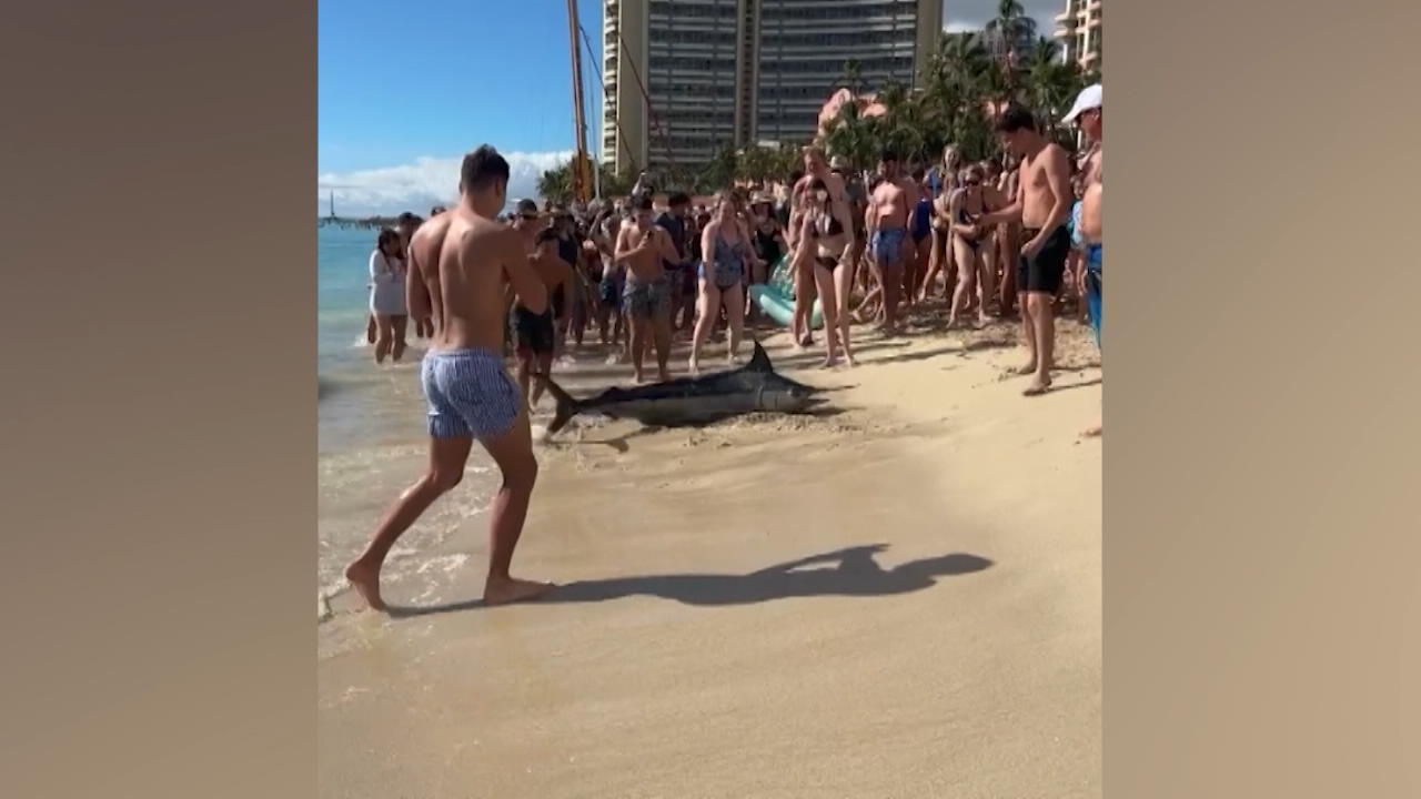 Touristen bringen Speerfisch zurück ins Wasser Marlin erwischt fast Mann am Strand
