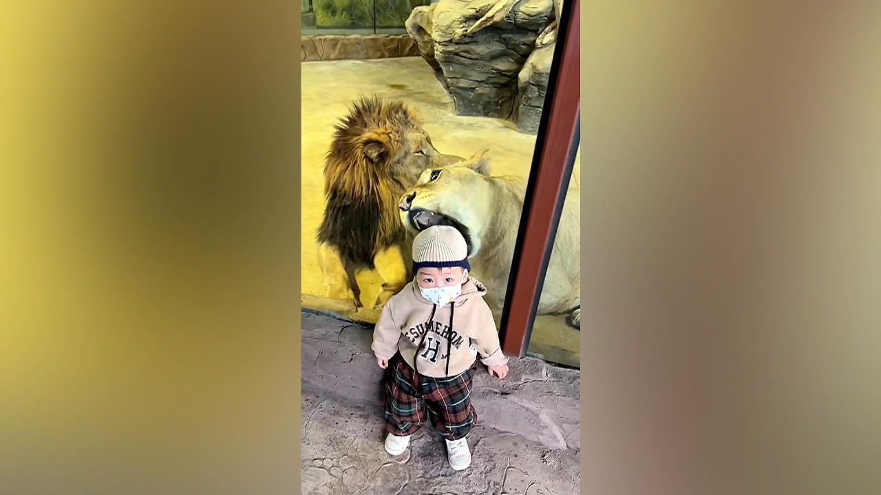 Löwin versucht Kleinkind durch Glas hindurch zu fressen Achtung, hinter dir!