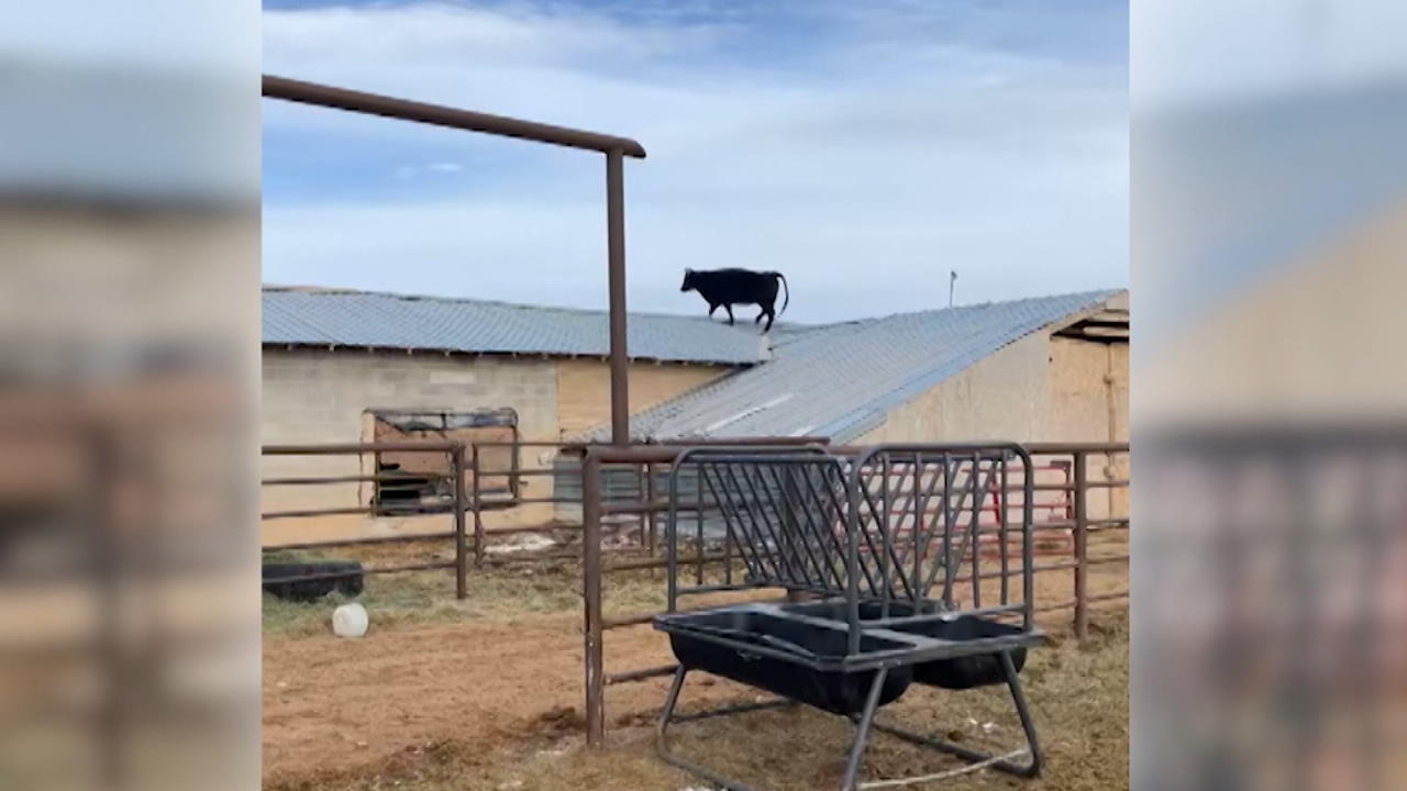 Sorpresa matutina: vaca perdida en el techo del granero ¿Cómo llegó hasta allí?