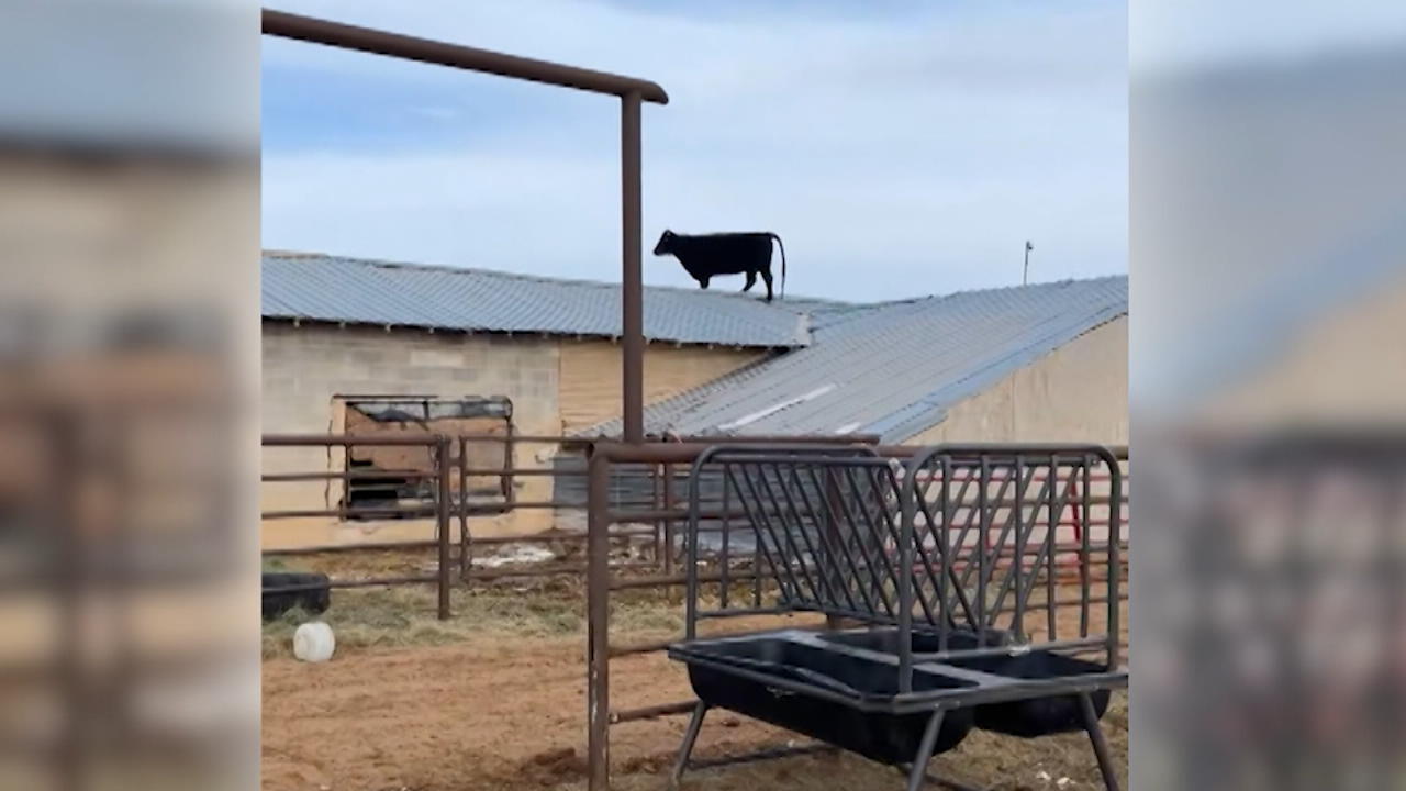 Sorpresa matutina: vaca perdida en el techo del granero ¿Cómo llegó hasta allí?