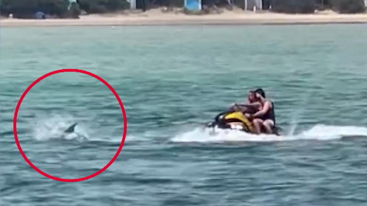 Unfassbar! Tierquäler jagen Delfine mit Jet-Ski Sie verfolgen ihn durchs Wasser