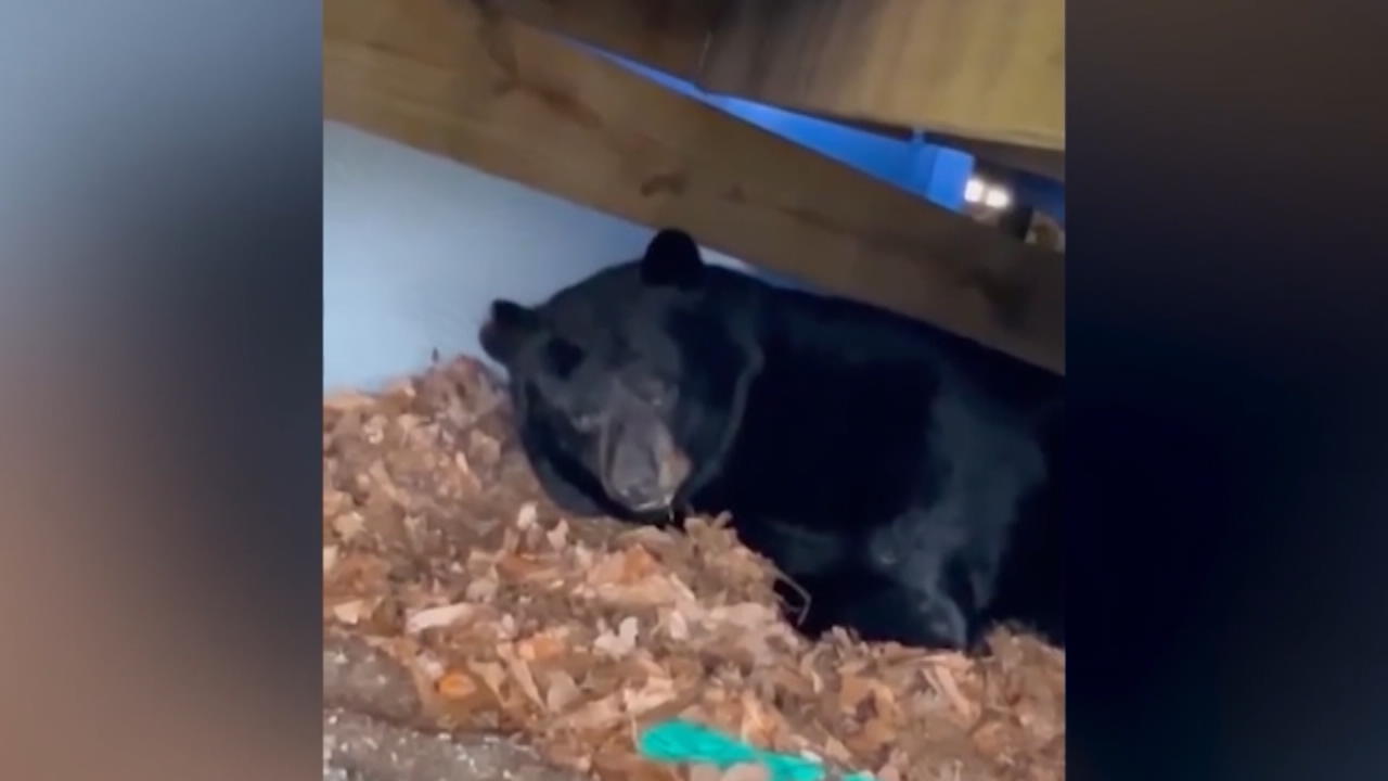 Schwarzbär hält Winterschlaf unter Terrasse Familie staunte nicht schlecht!