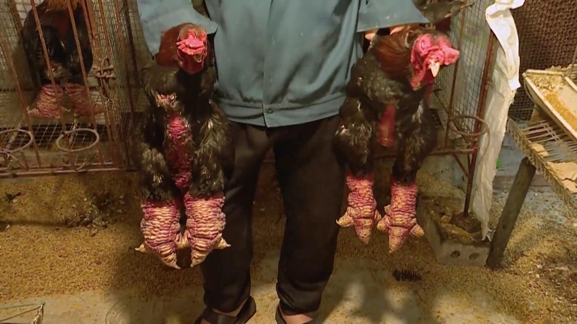 Delikatesse in Vietnam: Wie DIESE Füße wohl schmecken? Gut kauen: Hühner mit Drachenfüßen