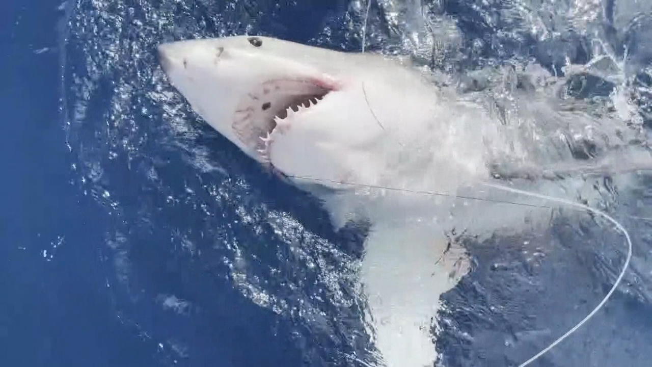 12-Jähriger angelt weißen Hai Mehr als drei Meter lang!