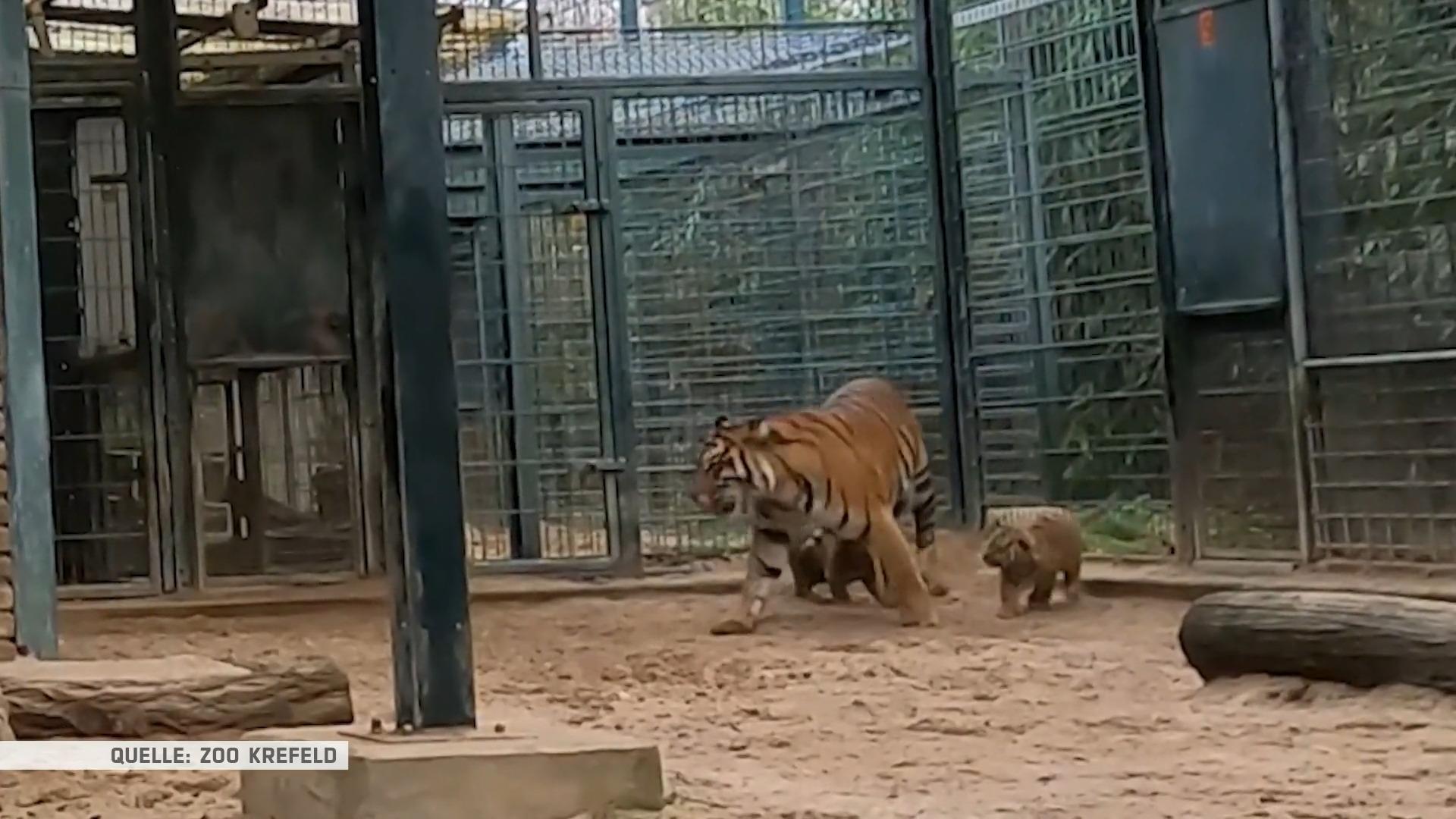 Freude im Zoo Krefeld Tiger-Nachwuchs
