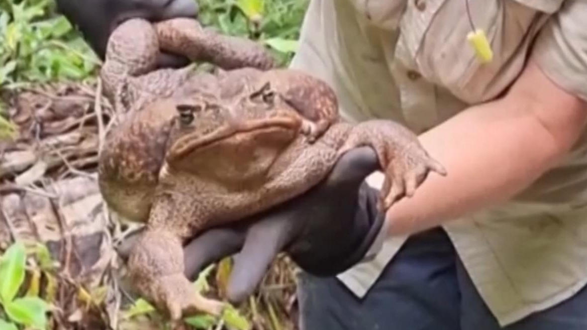Australische Forscher entdecken Monster-Kröte So schwer wie ein Baby!