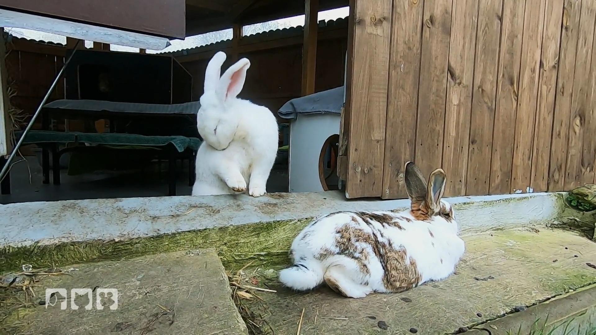Kuschelige Winterhütten für Kaninchen Außenhaltung
