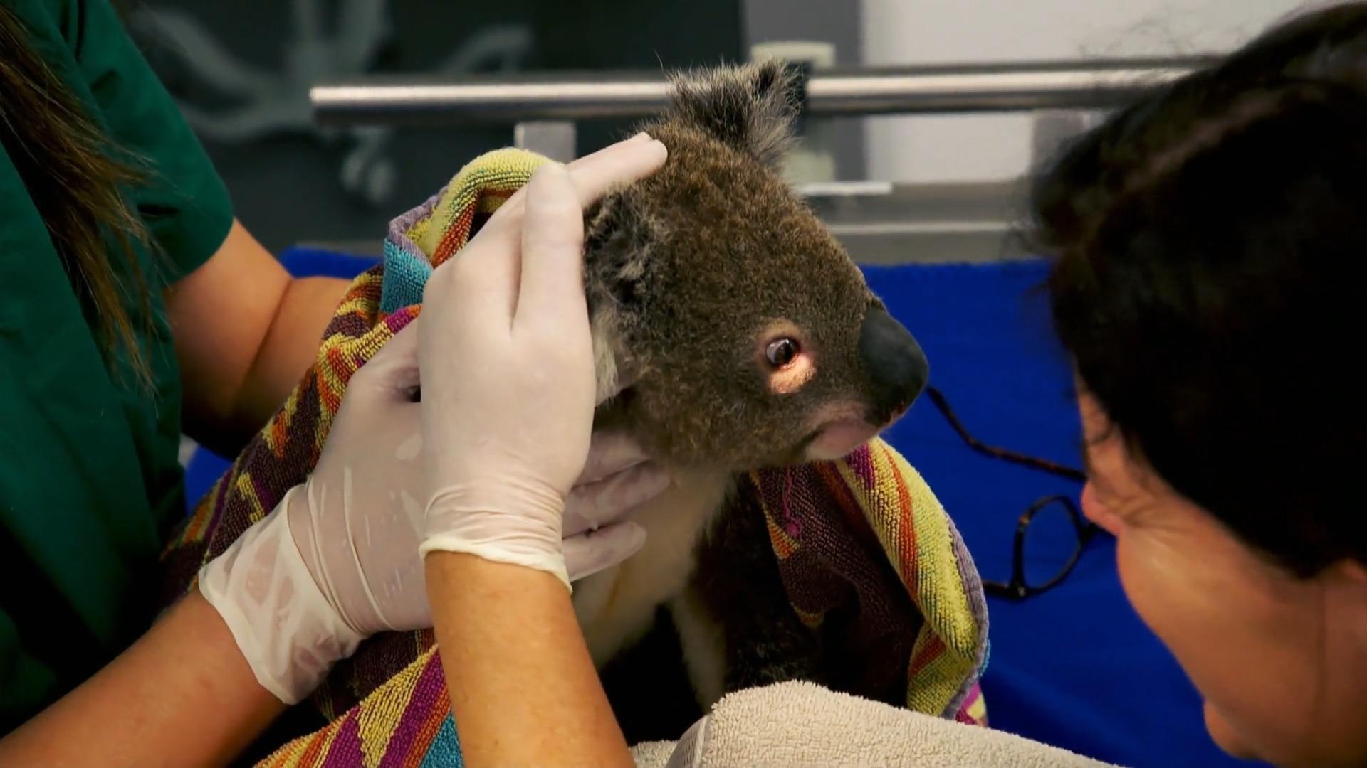 Il nuovo vaccino dà speranza ai koala che visitano una clinica per koala