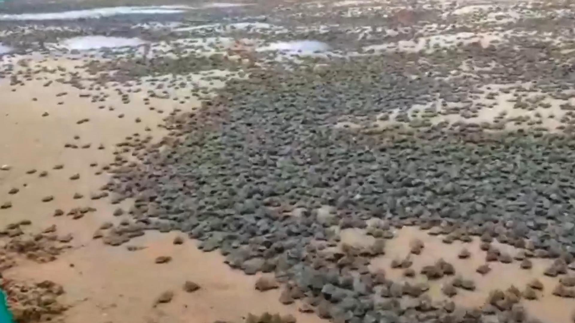 Tausende Schildkröten schlüpfen in Südamerika Mehr Panzer als Sand