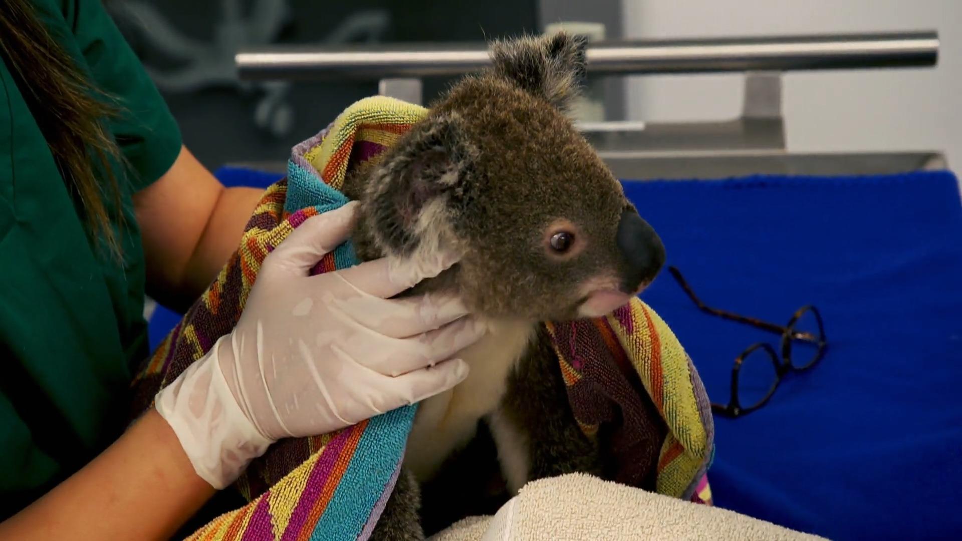 Ein Tag im berühmtesten Koala-Krankenhaus der Welt Seltene Einblicke!