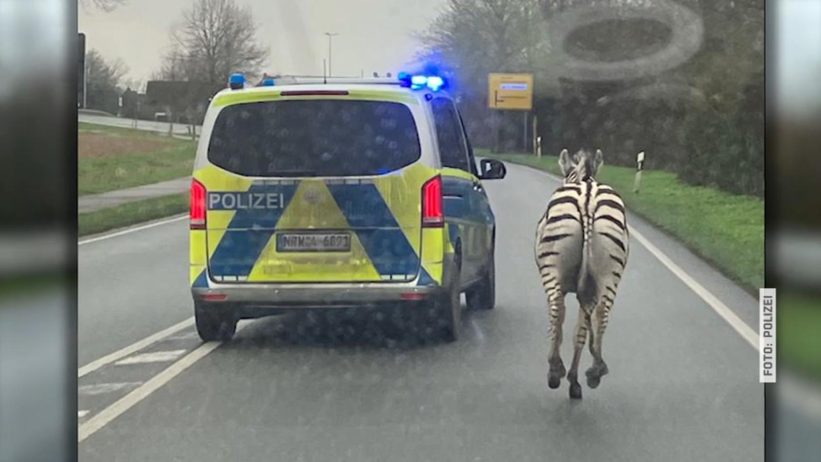 Zebras ausgebüxt Tierischer Einsatz
