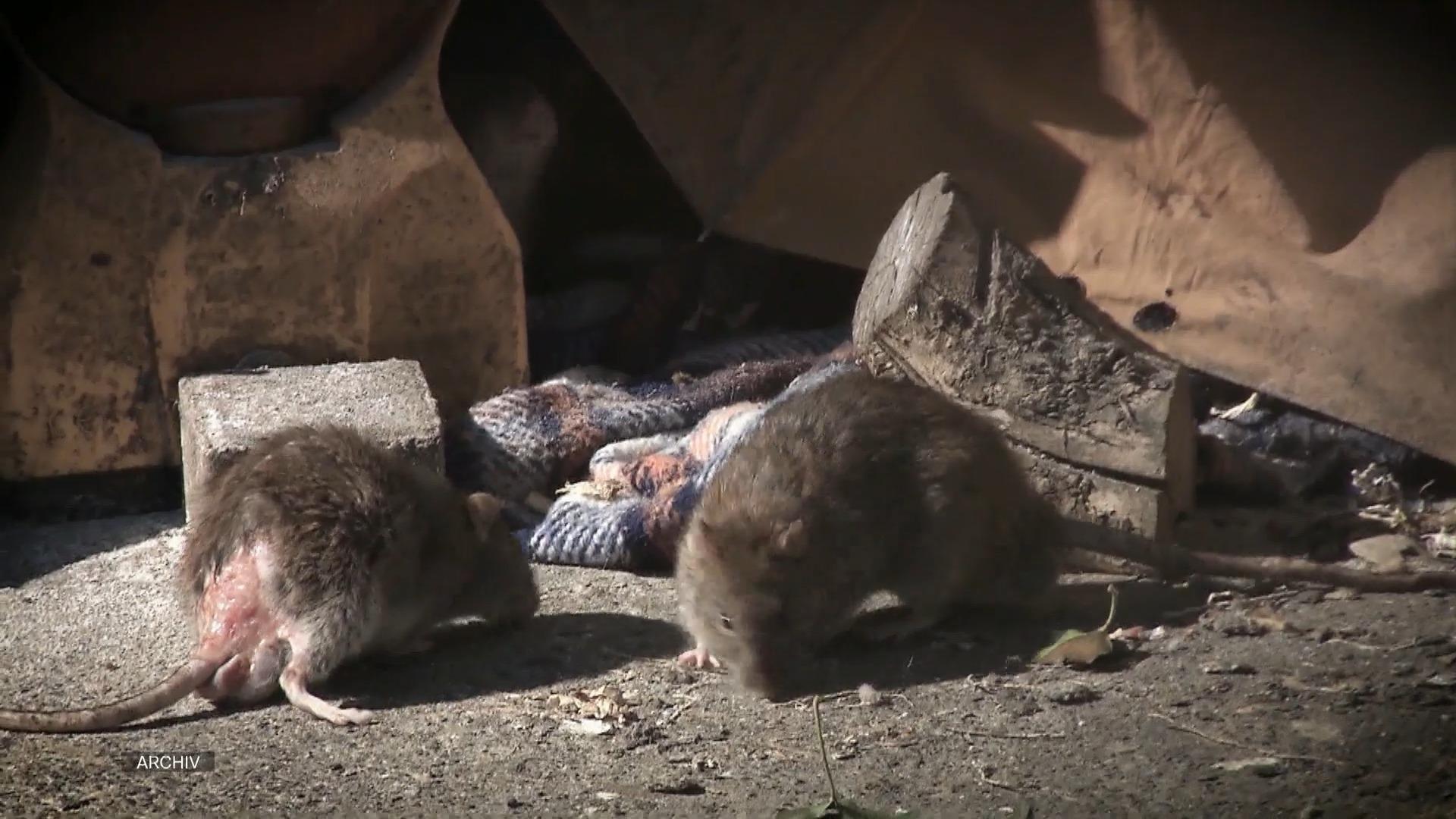 Rattenplage in Ortenberg noch immer nicht behoben 
