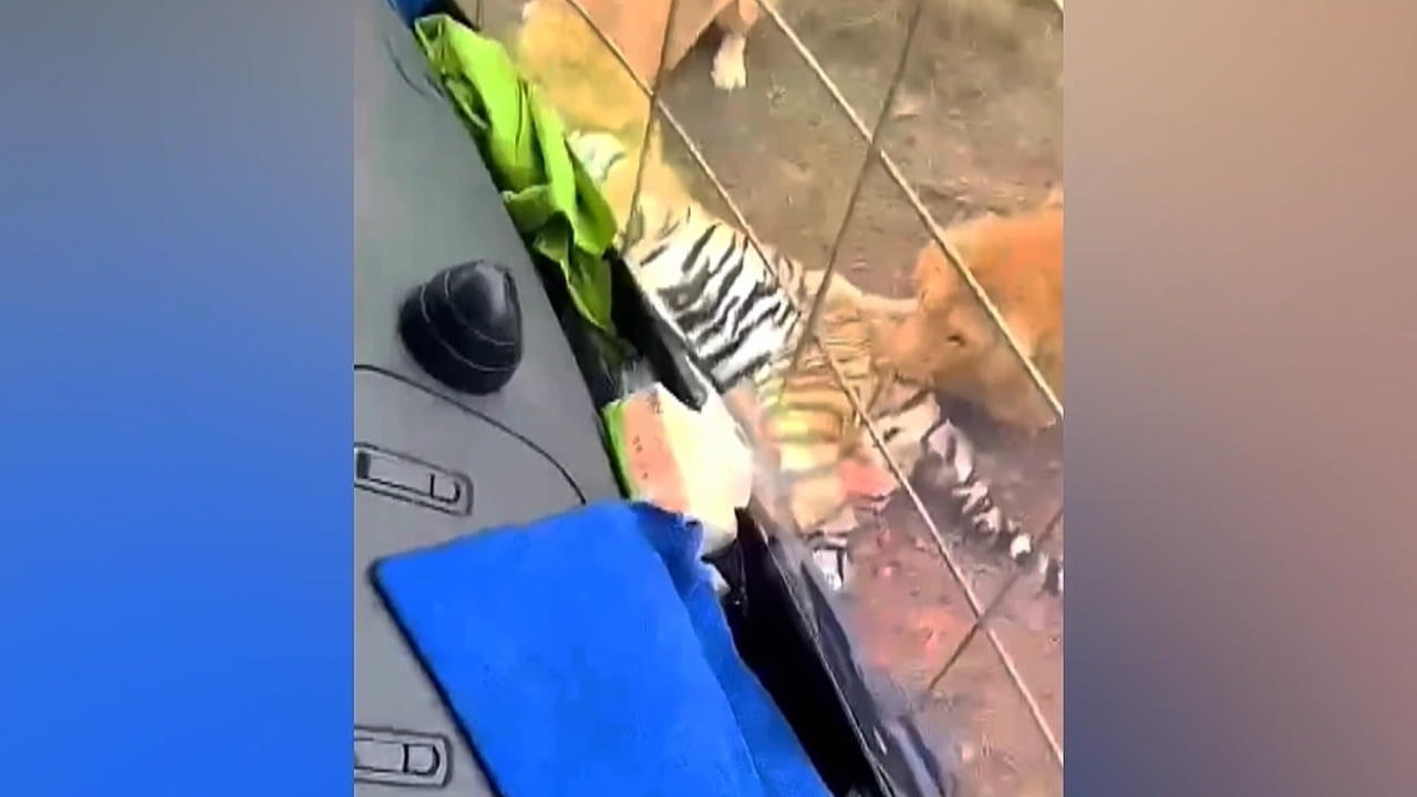 Lions maul Tigre de Sibérie dans un zoo devant les yeux des visiteurs