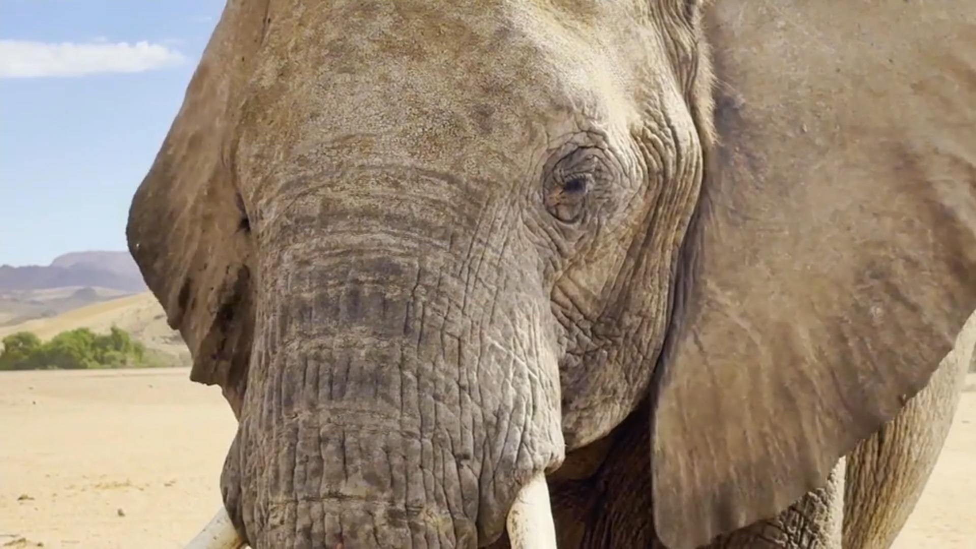 Leben der Wüstenelefanten im Einklang mit indigenem Volk Wüstenelefanten in Namibia