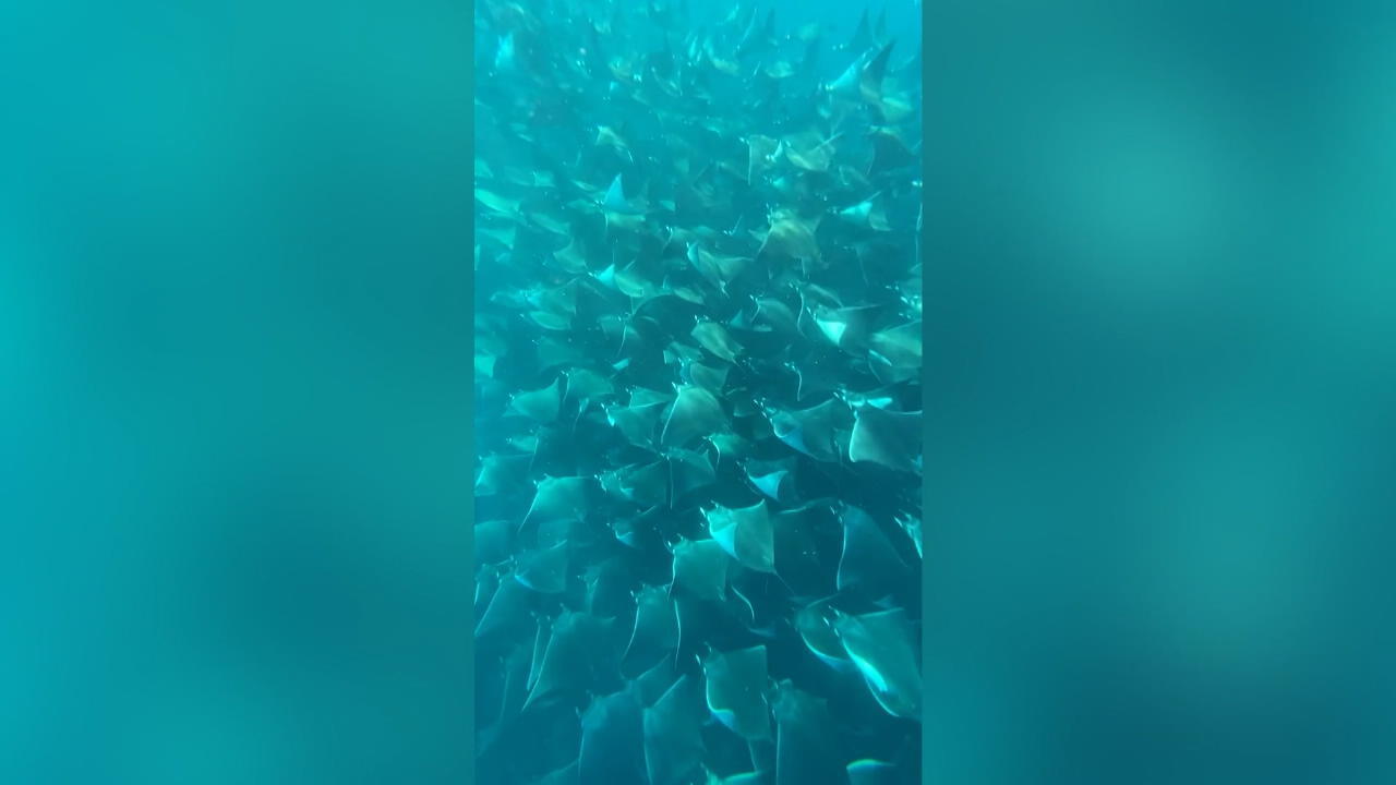 Des centaines de rayons nagent sous l'eau dans une sensation de formation