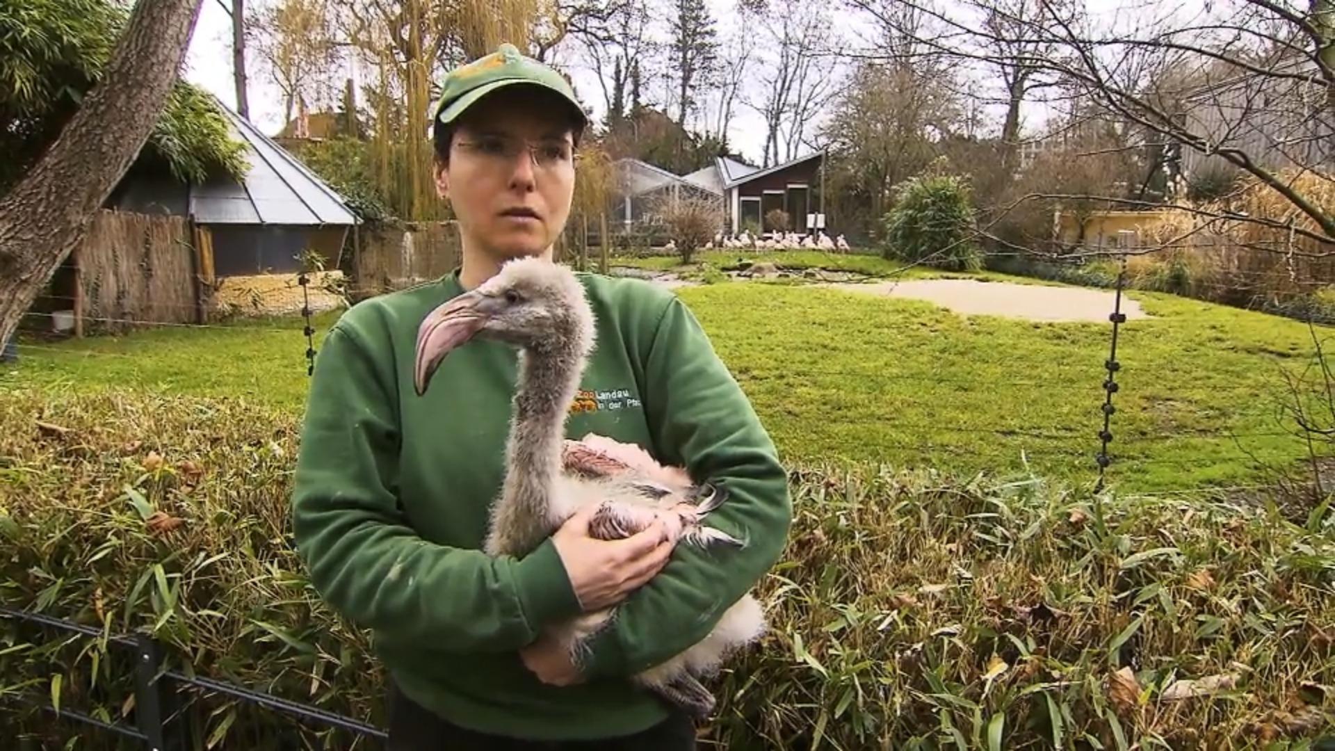 Pflegerin Doreen rettete Küken Filou das Leben Flamingo-Fehde im Zoo!