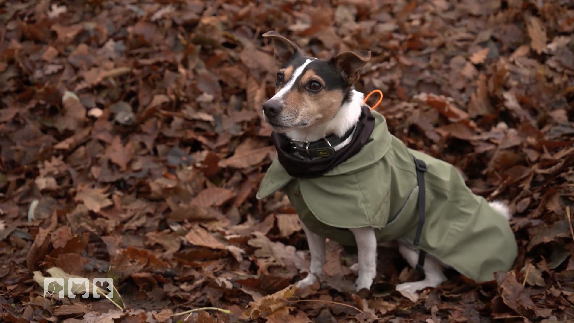 Hundemäntel gegen die Erkältungsgefahr beim Hund Kältezeit!
