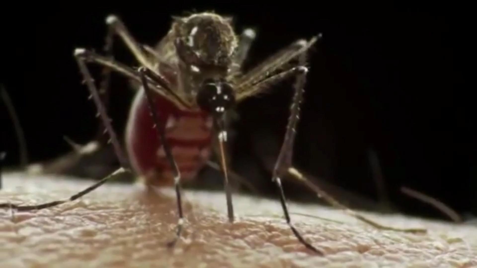Le moustique tigre asiatique se propage, les experts s'inquiètent !