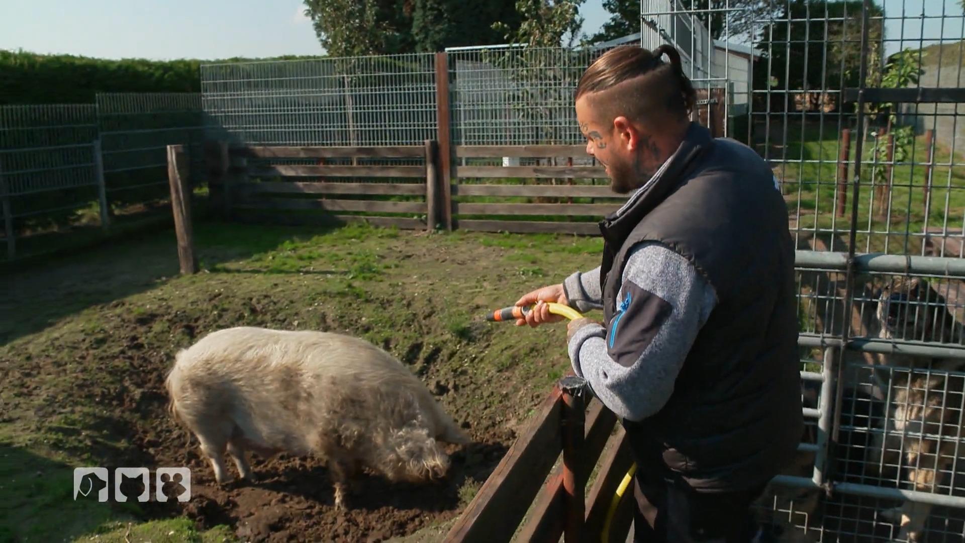 Ralf Seeger rettet Schweine Tierschützer