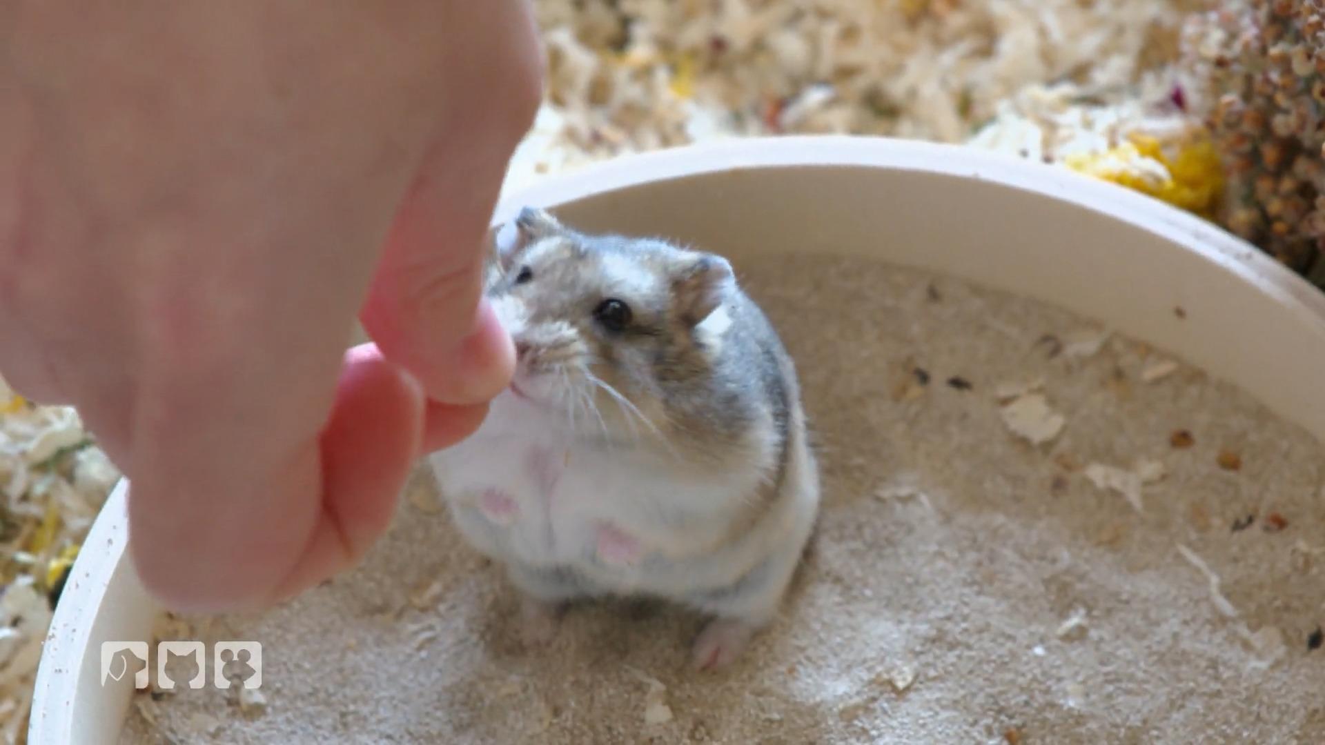 Hamsterkekse ohne ungesunde Zusatzstoffe "Hamsterrettung mit Herz"