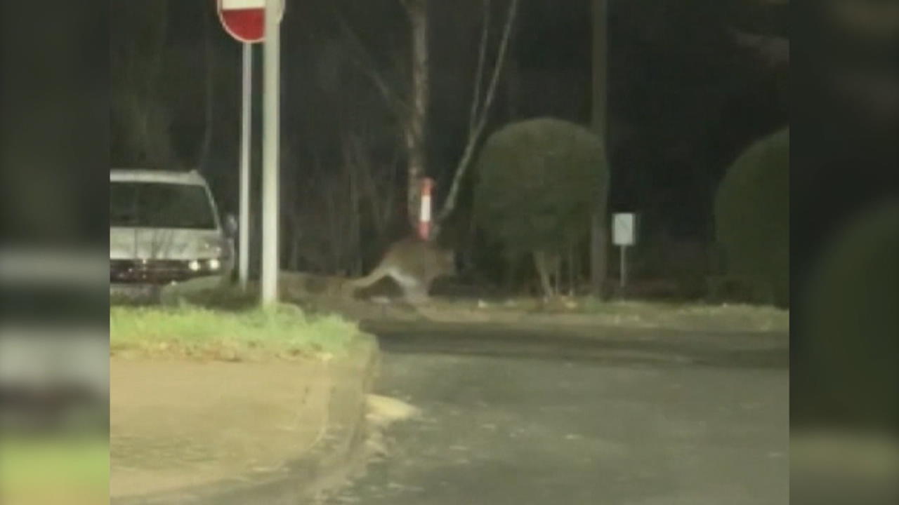 Wer hat dieses Känguru gesehen? Auf der Flucht