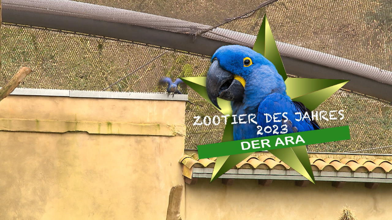 Zootier des Jahres vorgestellt Der Ara