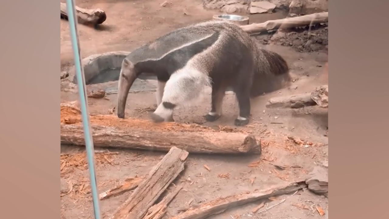 Optische Täuschung: Ameisenbär hat scheinbar zwei Köpfe Ameisen aufgepasst!