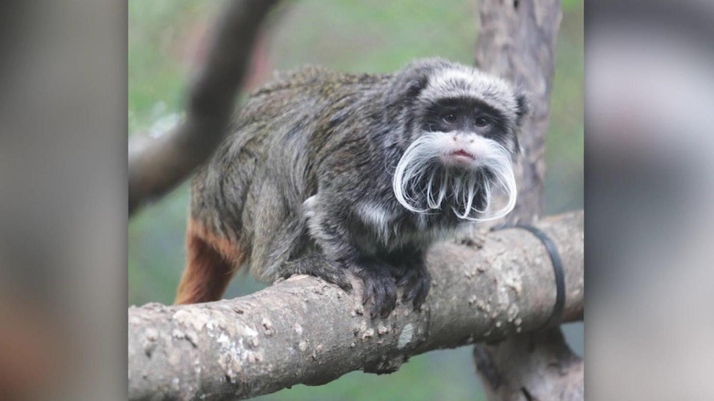 Die rätselhaften Vorfälle häufe sich Vermisste Affen aus Zoo in Dallas wieder da