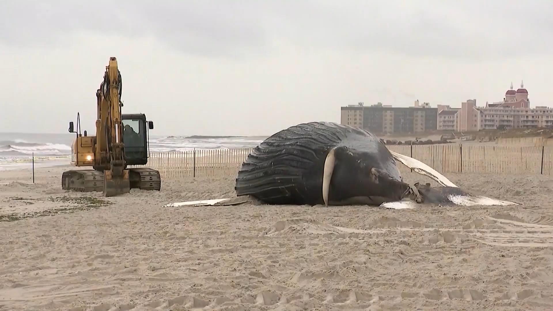 Riesiger Buckelwal an Küste von Long Island angespült Bereits zum achten Mal in zwei Monaten