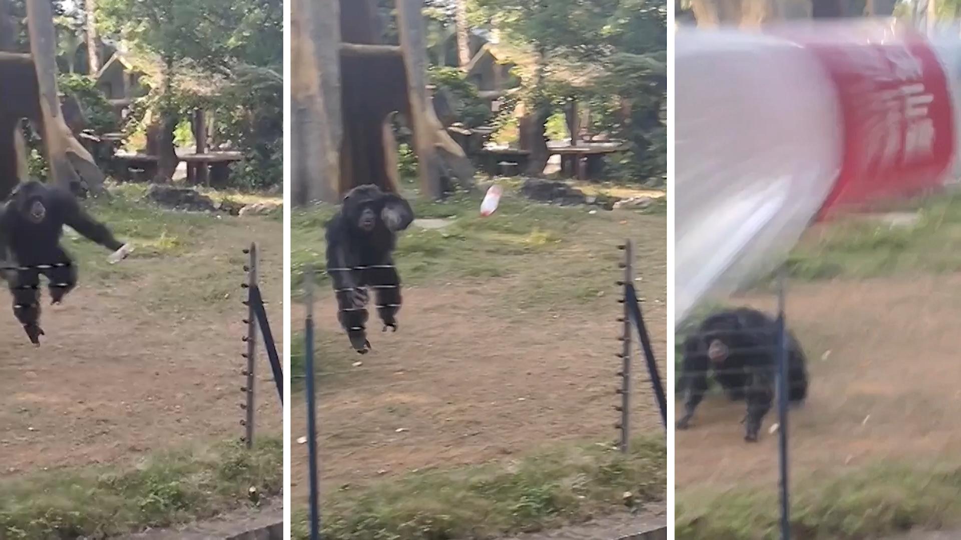 Affe pfeffert Flasche aus Gehege – und trifft Besucherin! Pöbel-Primat im Zoo
