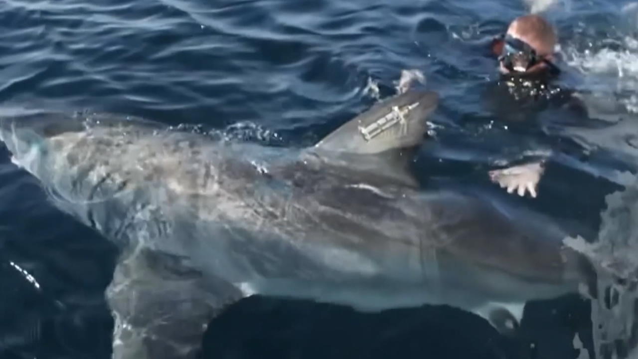 Hat der keine Angst?! Mann schwimmt mit weißem Hai Auf "Tauch"-fühlung