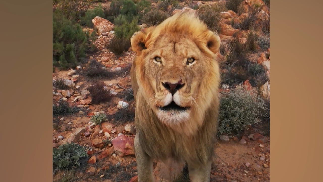 Platten auf Safari: Löwe verhindert Reifenwechsel Er stürmt auf das Auto zu!
