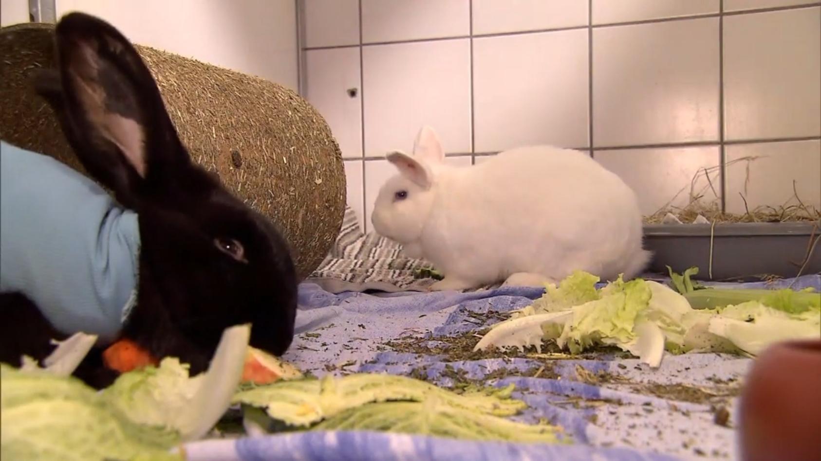 Leni und Ryu wünschen sich ein neues Zuhause Tierisches Glück gesucht